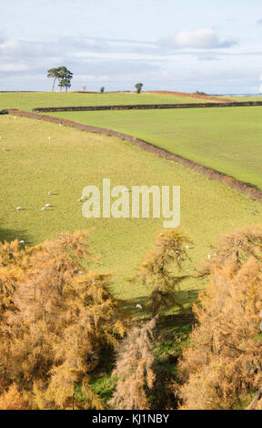 Confine gallese paese vicino al piccolo abitato rurale di Clun, Shropshire, Inghilterra, Regno Unito Foto Stock