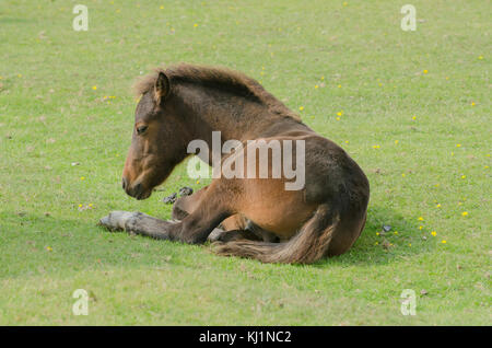 New Forest pony pascolo fuori uno dei siti popolari intorno a Hampshire Foto Stock