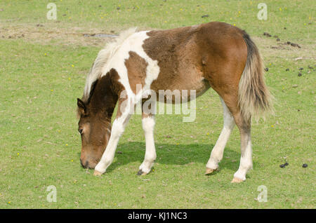 New Forest pony pascolo fuori uno dei siti popolari intorno a Hampshire Foto Stock