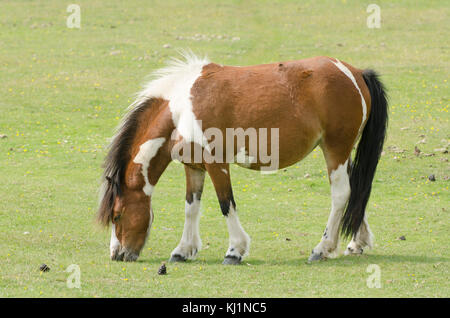 New Forest pony pascolo fuori uno dei siti popolari intorno a Hampshire Foto Stock