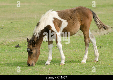 New Forest pony pascolo fuori uno dei siti popolari intorno a Hampshire Foto Stock