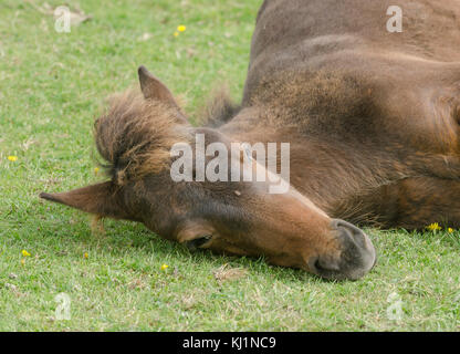 New Forest pony pascolo fuori uno dei siti popolari intorno a Hampshire Foto Stock