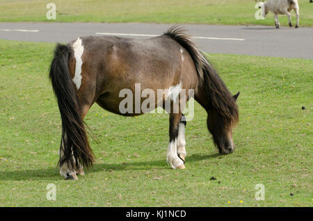 New Forest pony pascolo fuori uno dei siti popolari intorno a Hampshire Foto Stock