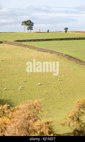 Confine gallese paese vicino al piccolo abitato rurale di Clun, Shropshire, Inghilterra, Regno Unito Foto Stock