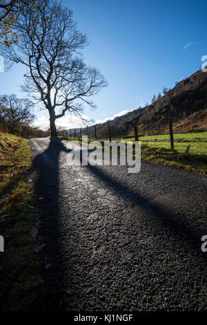 Un albero che gettano ombre sul singolo via strada per watendlath nel distretto del lago, Cumbria Inghilterra Regno Unito Foto Stock