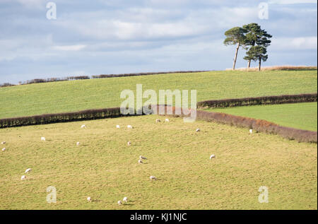 Confine gallese paese vicino al piccolo abitato rurale di Clun, Shropshire, Inghilterra, Regno Unito Foto Stock