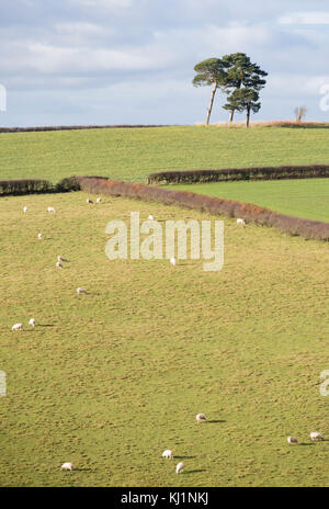 Confine gallese paese vicino al piccolo abitato rurale di Clun, Shropshire, Inghilterra, Regno Unito Foto Stock