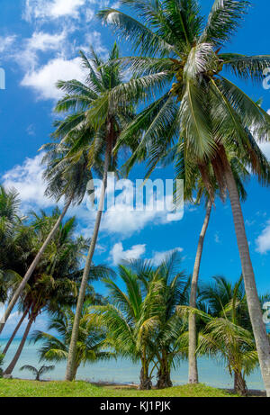 Alberi di Palma contro il cielo blu Foto Stock