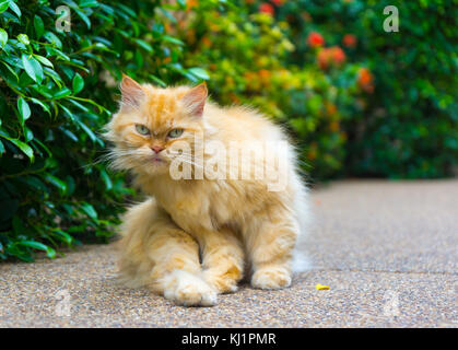 Salotto rosso gatto ritratto all'aperto Foto Stock
