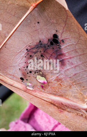 Little Red flying fox (pteropus scapulatus). maschio con danni e ammaccature al parafango di sinistra seguendo il filo spinato aggrovigliamento. atherton. Australia. Foto Stock