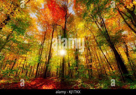 Foglie di autunno in un bosco nella città di Québec, Canada Foto Stock