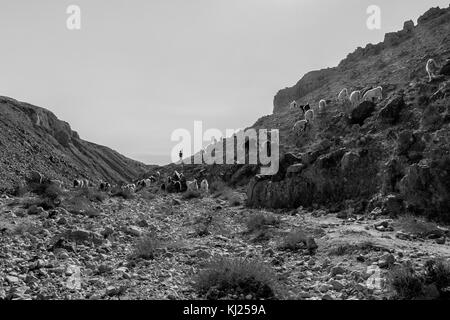 Un bedouine sta portando il suo bestiame attraverso il deserto di Israele Foto Stock