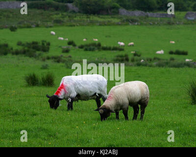 Un paio di Ovis aries, comunemente note come pecore domestiche, sono ritratti a pascolare sui lussureggianti campi verdi dell'Irlanda, mostrando lo stile di vita pastorale della regione. Foto Stock