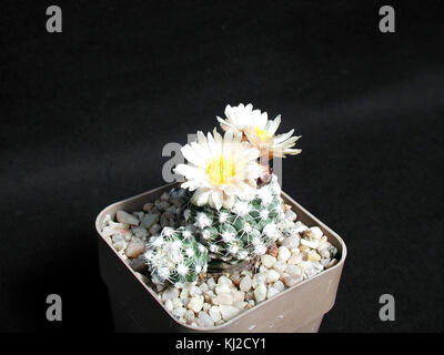 I cactus Flowerpot sono un tipo di specie di cactus comunemente presenti nei vasi decorativi. Questi cactus sono popolari per la loro capacità di prosperare in condizioni secche e sono spesso utilizzati in case e giardini per scopi ornamentali. Foto Stock