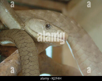 Black mamba snake dendroaspis polylepis Foto Stock