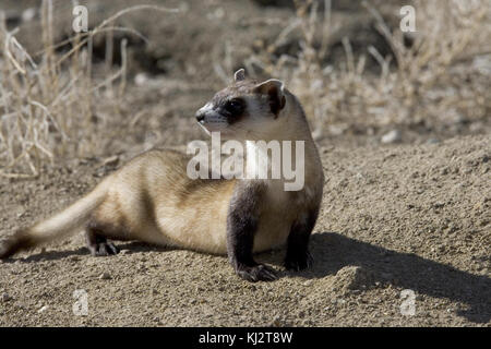 Nero footed ferret foto Foto Stock