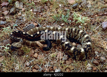 Questa fotografia cattura un serpente a sonagli avvolto sul terreno, circondato da rocce e erba. Il serpente si trova nel suo ambiente naturale, mostrando la sua posizione difensiva e mimetica contro il terreno circostante. Foto Stock