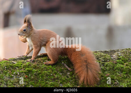 Lo scoiattolo nasconde le noci nel terreno per l'inverno lo scoiattolo nasconde le noci nel terreno per l'inverno Foto Stock