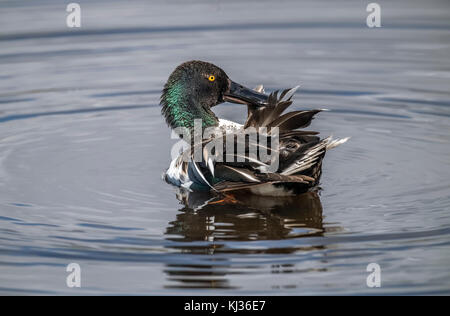 Mestolone preening stesso su un loch in Scozia Foto Stock