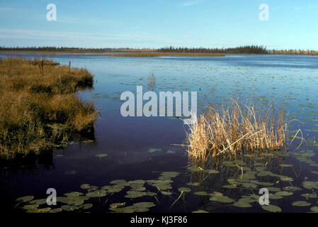 Water Lilies sulla superficie dell'acqua tra le altre piante acquatiche e di erbacce Foto Stock