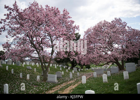 Il Saucer Magnolia, una specie ibrida, è in piena fioritura presso il cimitero nazionale di Arlington, noto per i suoi grandi e soffici fiori. Il cimitero è un sito storico e un luogo di sepoltura, situato in Virginia, Stati Uniti. Foto Stock