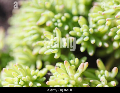 Disposizione rettangolare di succulente. cactus succulente in una piantatrice Foto Stock