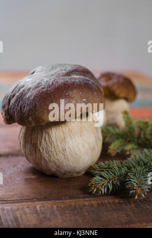 Wild materie commestibili funghi Boletus edulis, gustoso ingrediente per molti piatti vegetariani Foto Stock