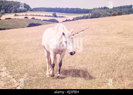 Unicorn nella natura Foto Stock