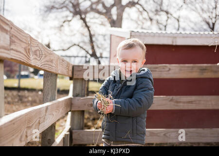 Il Toddler Boy visitando un locale urbano Azienda agricola e alimentare le mucche con fieno Foto Stock