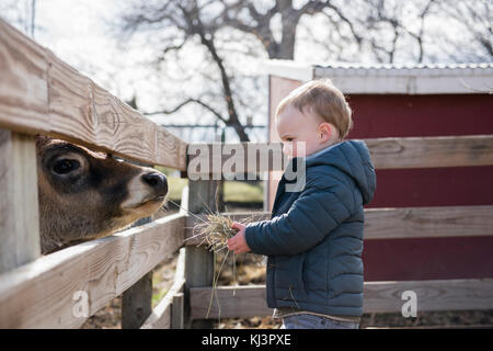 Il Toddler Boy visitando un locale urbano Azienda agricola e alimentare le mucche con fieno Foto Stock