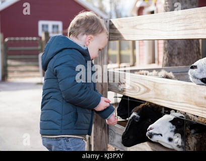 Il Toddler Boy visitando un locale urbano Azienda agricola e alimentare le capre Foto Stock
