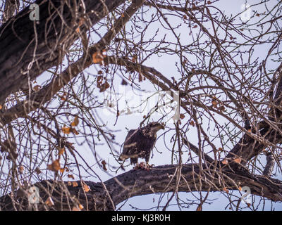 Un bambino aquila calva dines sulla sua uccidere in un albero, autunno, Rocky Mountain Arsenal National Wildlife Refuge, Commerce City, Colorado. Foto Stock
