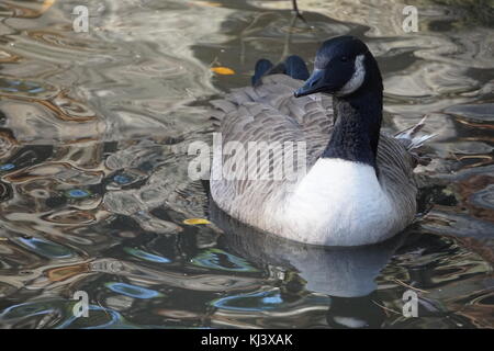 Bird in acqua a Bear Mountain State Park, in ny Foto Stock