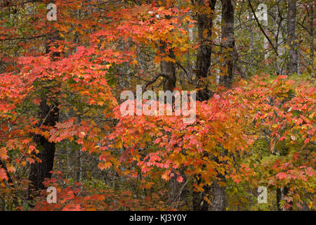 Il fogliame di autunno nel Parco Nazionale di Great Smoky Mountains, Tennessee Foto Stock