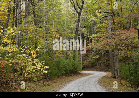 Fogliame di autunno ricco lungo la strada di montagna fuori Cades Cove, Great Smoky Mountains National Park, Tennessee Foto Stock