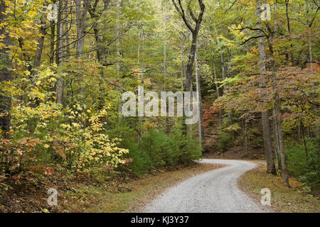 Fogliame di autunno ricco lungo la strada di montagna fuori Cades Cove, Great Smoky Mountains National Park, Tennessee Foto Stock