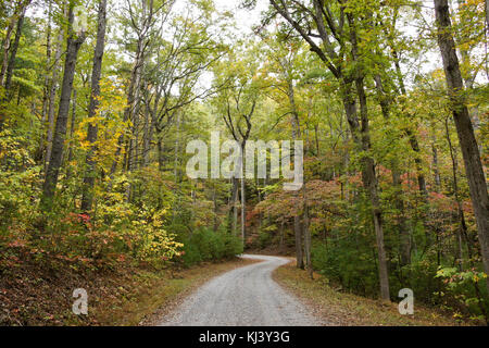 Fogliame di autunno ricco lungo la strada di montagna fuori Cades Cove, Great Smoky Mountains National Park, Tennessee Foto Stock