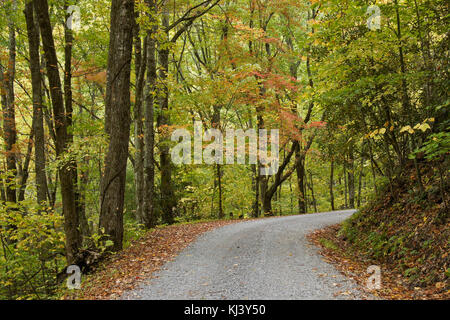 Fogliame di autunno ricco lungo la strada di montagna fuori Cades Cove, Great Smoky Mountains National Park, Tennessee Foto Stock