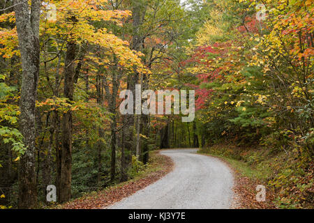 Fogliame di autunno ricco lungo la strada di montagna fuori Cades Cove, Great Smoky Mountains National Park, Tennessee Foto Stock