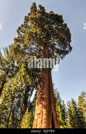 Sentinel tree, Sequoia National Park, California. Foto Stock