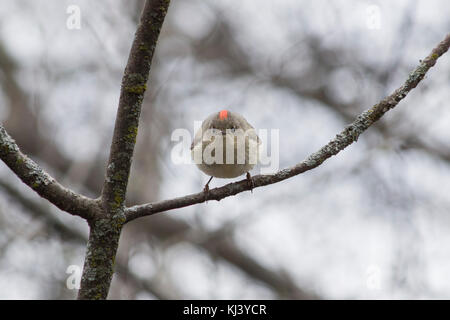 Ruby-incoronato Kinglet (Regulus calendula) a Ottawa. Foto Stock