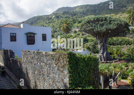 Drago milenario, il più famoso dragon tree (Dracaena draco) a isole canarie, 400 anni, villaggio a Icod de los Vinos, isole di Tenerife Foto Stock