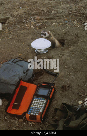 Nero footed ferret a prendere in prestito l'ingresso indagando le attrezzature scientifiche Foto Stock