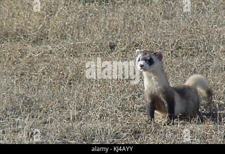 Nero footed ferret mustela nigripes noto come american polecat Foto Stock