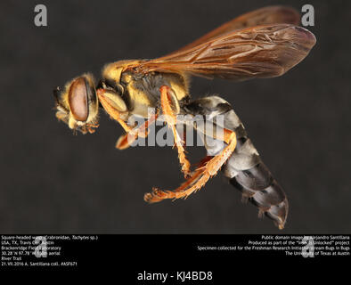 Testa quadrata wasp (Crabronidae, Tachytes sp.) (35961473430) Foto Stock