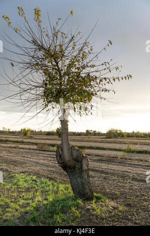 Un gelso in campagna in autunno Foto Stock