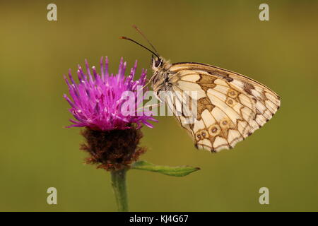 Farfalla bianca Marmorizzata femmina appollaiata su Knapweed Foto Stock