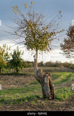 Un gelso in campagna in autunno Foto Stock