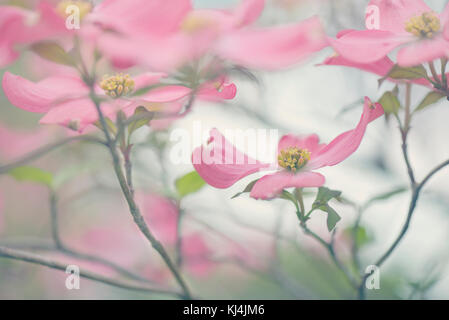 Rosa sanguinello fiore isolato sulla struttura ad albero Foto Stock