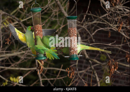 Anello di colli di cocorite o rosa-inanellati parrocchetti, (Psittacula krameri), alimentazione da Bird Feeder, london, Regno Unito Foto Stock